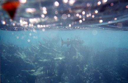 Partially underwater photo of large fish swimming away into the reef.