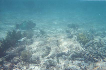 Underwater photo of large blue and green fish swimming along the sandy bottom.