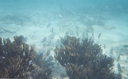 Underwater photo of school of fish swimming around coral.