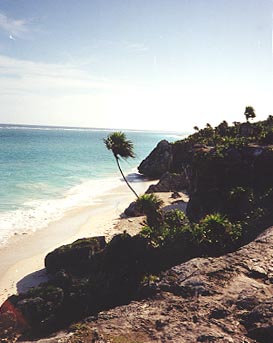 Costal view of an idyllic yellow sand beach with palm tree.