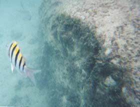 Underwater photo of yellow and white fish with distinctive black tiger stripes.