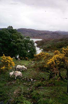 Sheep grazing at the brink of an escarpment on the Wee Mad Road.