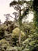 View down on the rainforest canopy from the aerial tramway