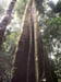 Towering moss-covered tree trunk reaching into the rainforest canopy