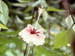 Close-up of a flower