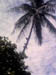 Three macaws perched on the trunk of a palm tree