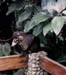 The most photographed coatimundi in Costa Rica at the Aerial Tramway restaurant